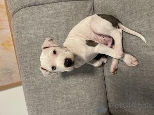 Photo №1. american staffordshire terrier - à vendre en ville de Budapest | 250€ | Annonce №72914