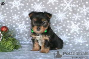 Photo №1. yorkshire terrier - à vendre en ville de Goslar | 379€ | Annonce №63826