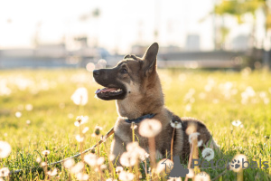 Photo №1. chien bâtard - à vendre en ville de Москва | Gratuit | Annonce №32970