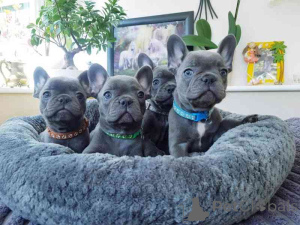 Photo №1. bouledogue - à vendre en ville de Baienfurt | négocié | Annonce №168281