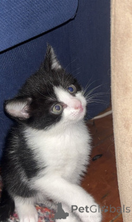 Photo №4. Je vais vendre somali en ville de Zürich. annonce privée - prix - 180€