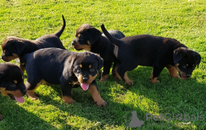 Photos supplémentaires: Chiots Rottweiler mignons