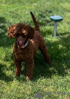 Photos supplémentaires: Chiots Caniche Toy à vendre