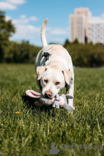 Photo №1. chien bâtard - à vendre en ville de Москва | Gratuit | Annonce №121588