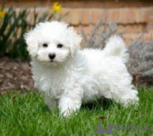 Photo №1. bichon à poil frisé - à vendre en ville de Prague | négocié | Annonce №156850