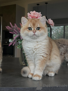 Photo №2 de l'annonce № 159473 de la vente chat chinchilla - acheter à Allemagne éleveur