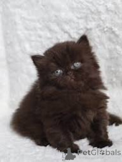 Photo №2 de l'annonce № 165846 de la vente british longhair - acheter à Belgique annonce privée, éleveur