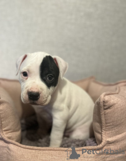 Photo №4. Je vais vendre american staffordshire terrier en ville de Port Melbourne. annonce privée - prix - 691€