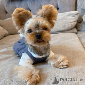 Photo №1. yorkshire terrier - à vendre en ville de Alberobello | négocié | Annonce №157329