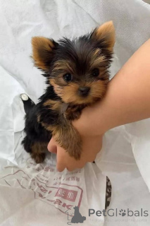 Photo №2 de l'annonce № 165777 de la vente yorkshire terrier - acheter à La finlande annonce privée, éleveur