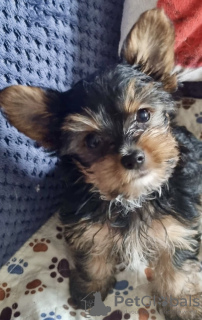 Photo №4. Je vais vendre yorkshire terrier en ville de Аугсбург. annonce privée - prix - 265€