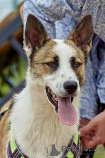 Photos supplémentaires: Handsome Sky est à la recherche d'un foyer et d'une famille aimante !