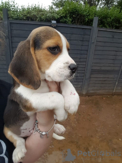 Photo №3. Chiots beagle doux et affectueux. Allemagne