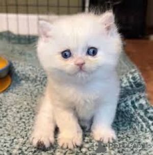 Photo №2 de l'annonce № 161624 de la vente munchkin - acheter à Belgique annonce privée, éleveur