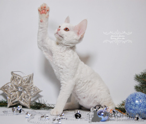 Photo №1. devon rex - à vendre en ville de New york | 1704€ | Annonce № 44544