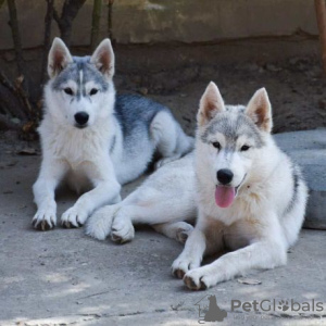 Photo №4. Je vais vendre husky de sibérie en ville de Belgrade. éleveur - prix - négocié