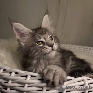 Photo №3. Maine coon. La Grande-Bretagne