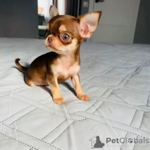 Photo №1. chihuahua - à vendre en ville de Strasbourg | négocié | Annonce №174875