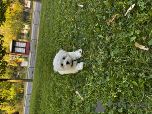 Photo №2 de l'annonce № 154611 de la vente bichon maltais - acheter à Hongrie annonce privée, éleveur