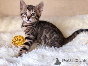 Photo №1. bengal - à vendre en ville de Hohenems | 350€ | Annonce № 171027