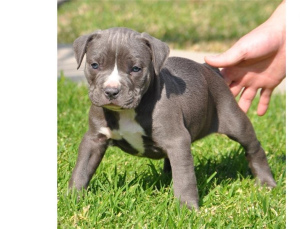 Photo №3. Chiots American Pit Bull Terrier. Pologne