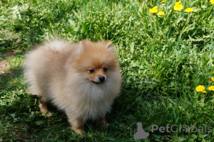 Photo №4. Je vais vendre spitz nain en ville de Москва. éleveur - prix - 370€