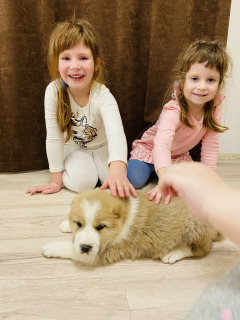 Photos supplémentaires: Chiots SAO des parents des champions