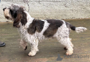 Photo №3. Grand Basset Griffon Vendeen Puppy. Pologne