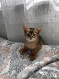 Photo №1.  - à vendre en ville de Aarau | 350€ | Annonce № 151631