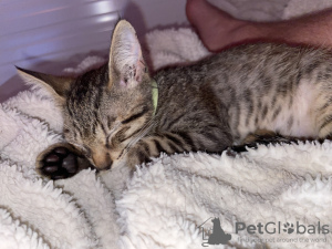 Photo №2 de l'annonce № 74718 de la vente bengal - acheter à Espagne annonce privée