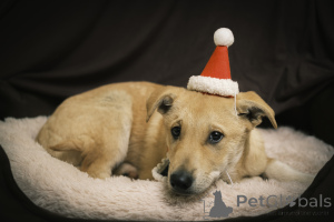 Photo №4. Je vais vendre chien bâtard en ville de Москва. annonce privée - prix - Gratuit