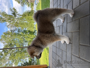 Photo №2 de l'annonce № 99926 de la vente akita (chien) - acheter à Lituanie de la fourrière, éleveur