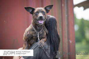 Photo №1. chien bâtard - à vendre en ville de Москва | Gratuit | Annonce №11636