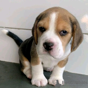 Photo №1. beagle - à vendre en ville de Helsinki | 400€ | Annonce №114209