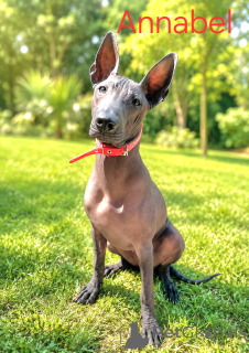 Photo №2 de l'annonce № 169000 de la vente xoloitzcuintle - acheter à Italie éleveur