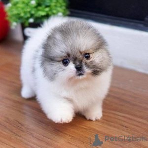 Photo №1.  - à vendre en ville de Blagoveshchensk | négocié | Annonce №162130