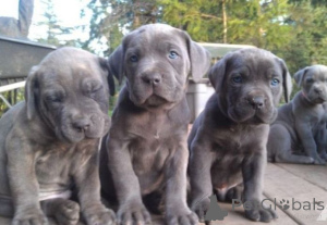Photo №1. cane corso - à vendre en ville de Amberg | 450€ | Annonce №169430