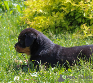 Photos supplémentaires: Chiot rottweiler - Viana Tanarotti