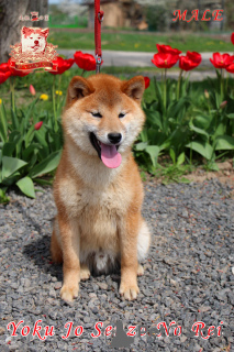 Photo №3. Shiba Inu mâle avec documents FCI. Ukraine