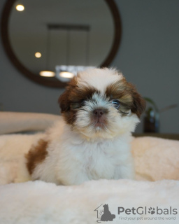 Photo №1. shih tzu - à vendre en ville de Columbus | 189€ | Annonce №124173