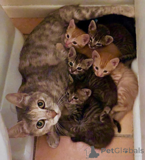 Photo №1. bengal - à vendre en ville de Peoria | 638€ | Annonce № 135497