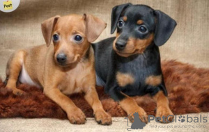 Photo №1. pinscher nain - à vendre en ville de Дублин | 250€ | Annonce №117827