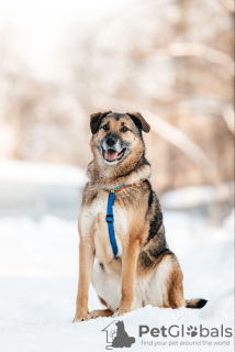 Photo №1. chien bâtard - à vendre en ville de Москва | Gratuit | Annonce №130126