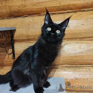 Photo №1. maine coon - à vendre en ville de Nizhny Novgorod | 4091€ | Annonce № 147139
