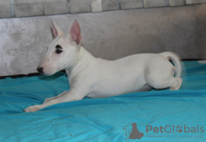 Photos supplémentaires: Chiots bull terrier miniatures