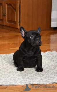 Photos supplémentaires: Bouledogue français