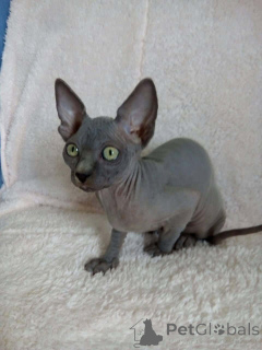 Photo №1. sphynx - à vendre en ville de Amsterdam | 500€ | Annonce № 162802