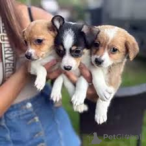 Photo №1. jack russell terrier - à vendre en ville de Amsterdam | 700€ | Annonce №164947