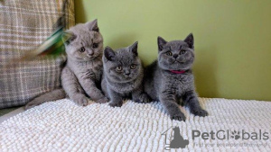 Photo №1. british shorthair - à vendre en ville de Wiesbaden | 350€ | Annonce № 119433