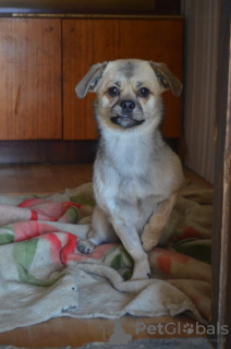 Photo №2 de l'annonce № 91089 de la vente chien bâtard - acheter à Fédération de Russie annonce privée